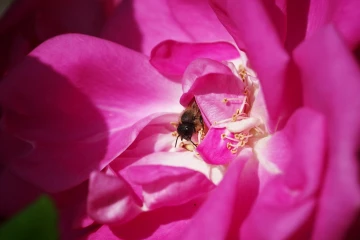 rose biene