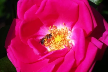 rose biene