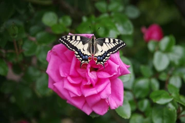 rose schwalbenschwanz
