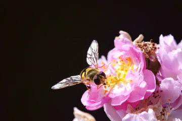 rose schwebfliege