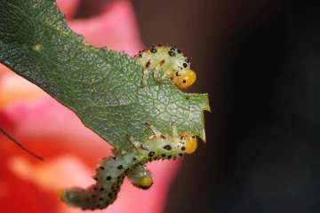 rosenblattwespe raupe