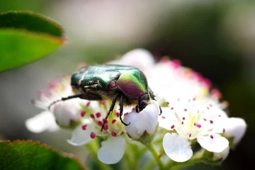 rosenkaefer aronia