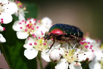 rosenkaefer aronia