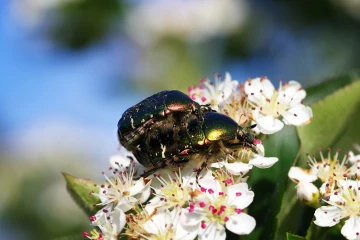 rosenkaefer aronia