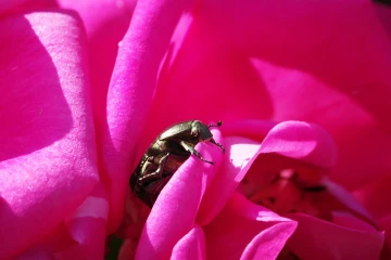rosenkaefer rose