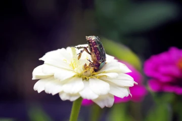 rosenkaefer zinnie