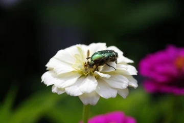 rosenkaefer zinnie