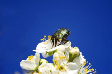 rosenkaefer zwetschge