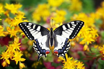 schwalbenschwanz schmetterling