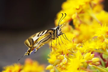 schwalbenschwanz schmetterling