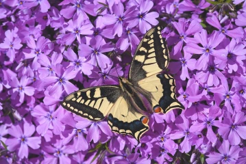 schwalbenschwanz schmetterling