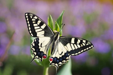 schwalbenschwanz schmetterling