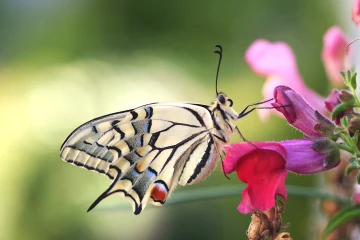 schwalbenschwanz schmetterling