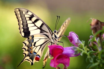 schwalbenschwanz schmetterling