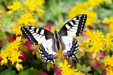 schwalbenschwanz schmetterling