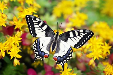 schwalbenschwanz schmetterling