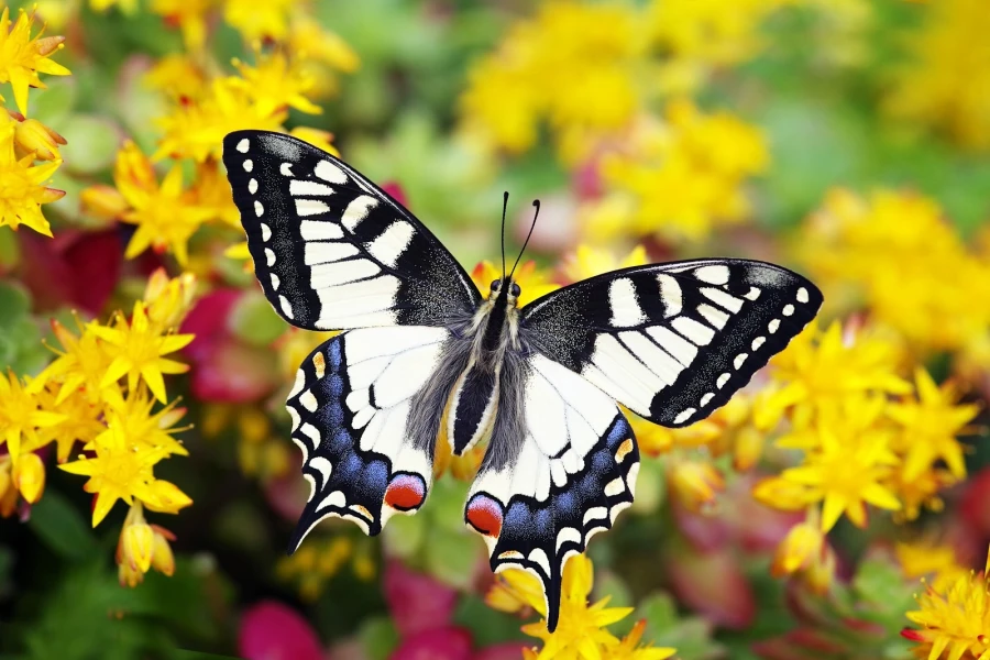 schwalbenschwanz schmetterling
