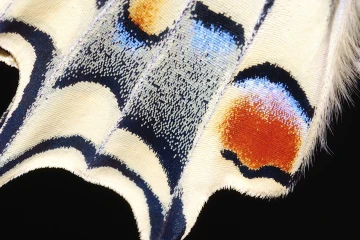 schwalbenschwanz schmetterling details