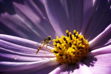 schwebfliege cosmea