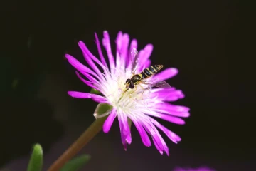 schwebfliege mittagsblume