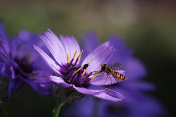 schwebfliege rasselblume