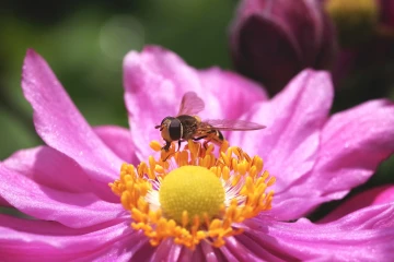 schwebfliege zistrose