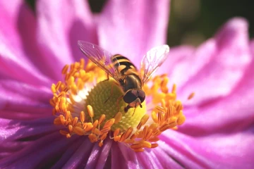 schwebfliege zistrose