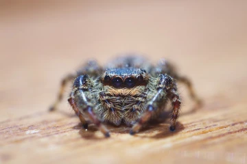 springspinne