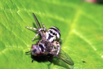 springspinne frisst fliege