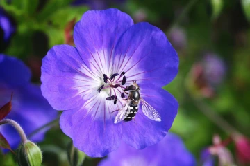 storchenschnabel schwebfliege