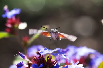 taubenschwaenzchen schwaermer