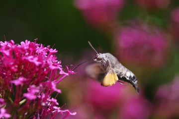 taubenschwaenzchen spornblume