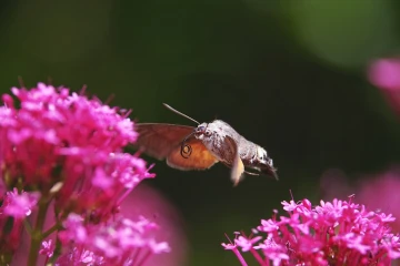 taubenschwaenzchen spornblume