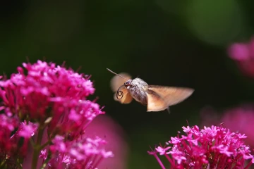 taubenschwaenzchen spornblume