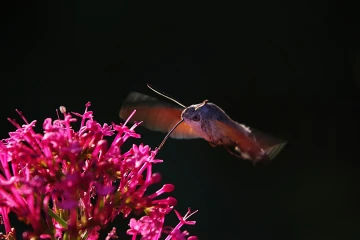taubenschwaenzchen spornblume