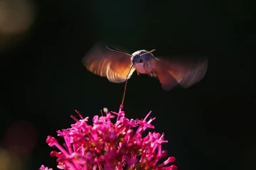 taubenschwaenzchen spornblume