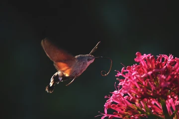 taubenschwaenzchen spornblume