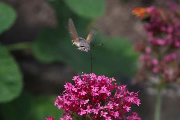 taubenschwaenzchen spornblume