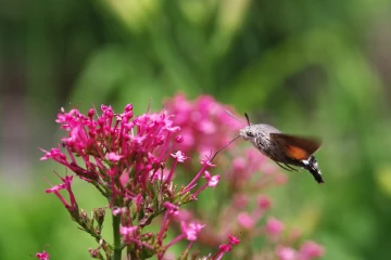 taubenschwaenzchen spornblume