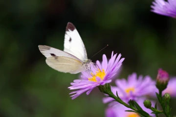 weissling aster