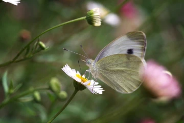 weissling gaenseblume