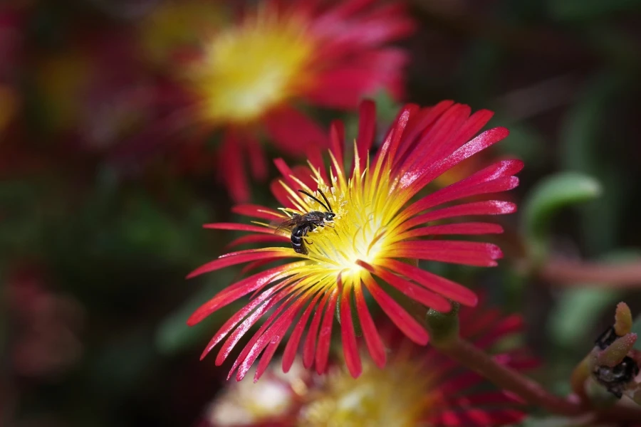 wildbiene mittagsblume