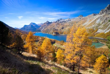 lerchen engadin
