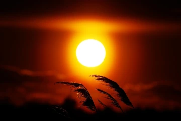 sonnenuntergang schilf