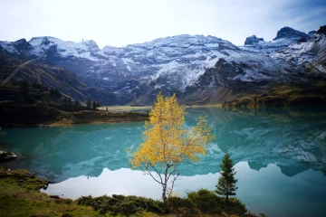 truebsee birke