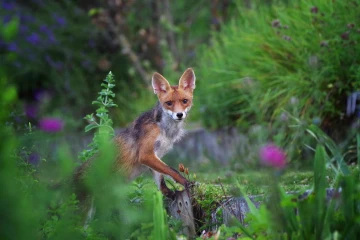 fuchs garten