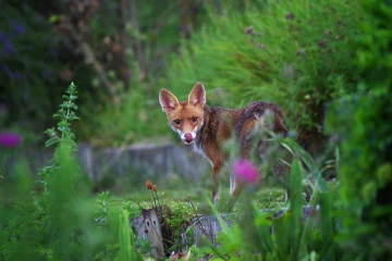 fuchs garten