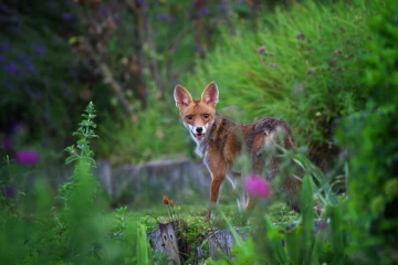fuchs garten
