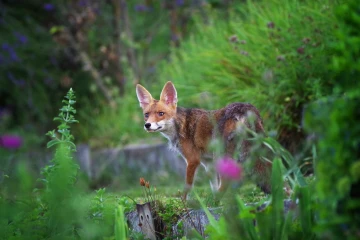 fuchs garten