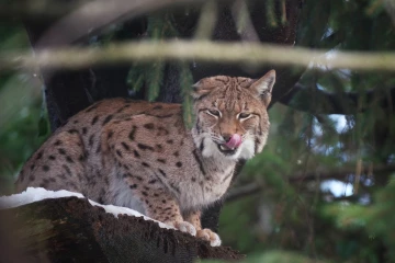luchs